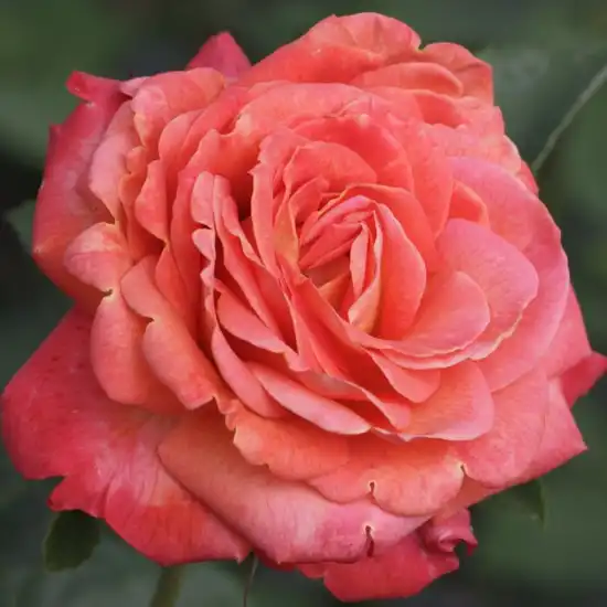 Trandafiri Floribunda - Trandafiri - Feurio ® - 